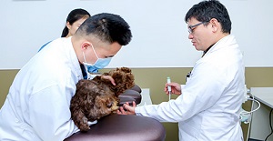 狗狗狂犬疫苗多久打一次比较好?