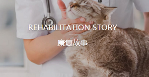 猫咪生病怎么办?猫医院哪里找?