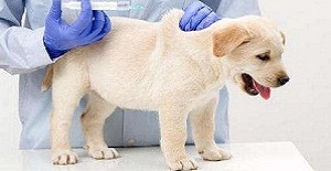 家中喂养的幼犬什么时候打狂犬疫苗比较好？幼犬什么时候打狂犬疫苗效果最好？