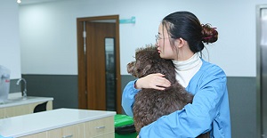 狗打狂犬疫苗多少钱？应该如何接种？