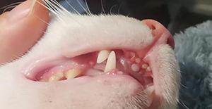 猫咪换牙有什么症状