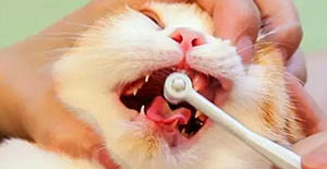 猫咪换牙期口臭正常吗
