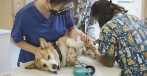 小狗被大狗咬了怎么处理？