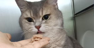 猫口臭是怎么回事？