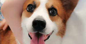 狗狗可以吃骨头吗？