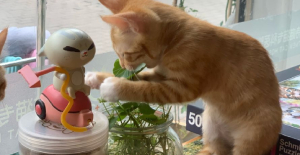 公猫有没有必要绝育？