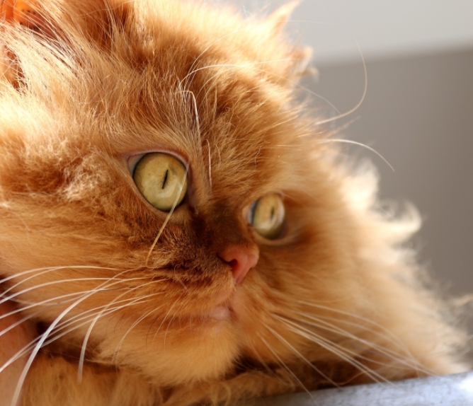 生物组织工程角膜板层移植术治疗猫坏死性角膜炎的康复病例